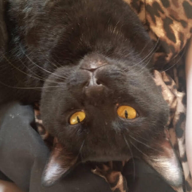 Another black cat, but this time much bigger and fatter. He has round chubby cheeks and big orange eyes. He lays upside down on his back looking at the viewer.