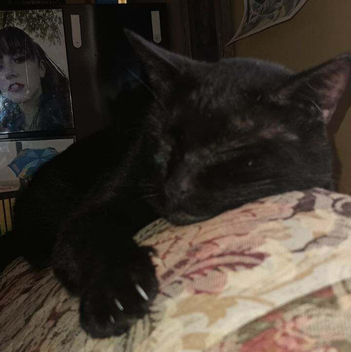 Another black cat, but this time much bigger and fatter. He has round chubby cheeks and big orange eyes. He lays upside down on his back looking at the viewer.