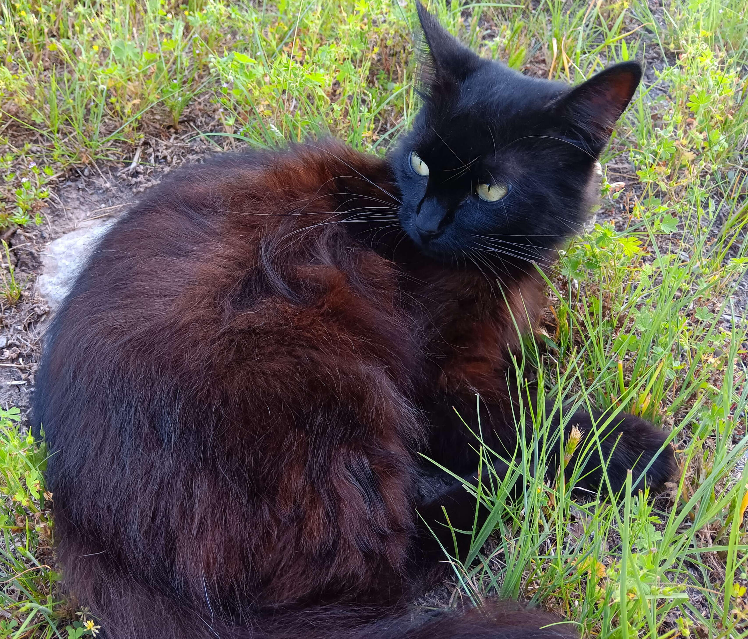 A small black cat with soft and fluffy fur with lime green eyes sits in a grassy meadow. her body is in a curled up and relaxed position.