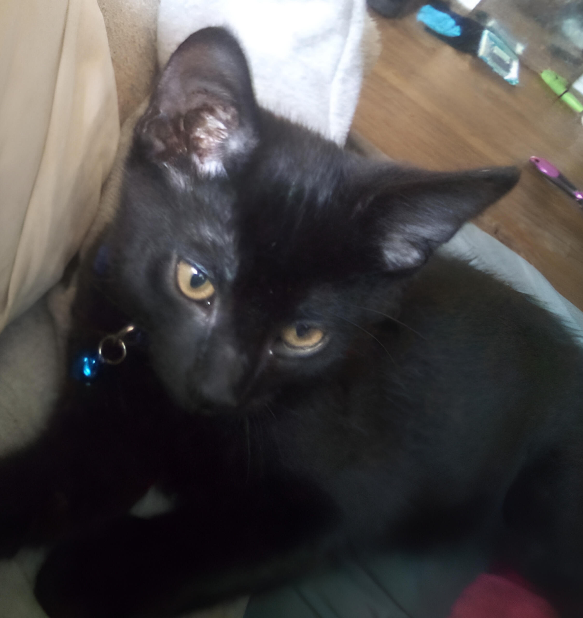 Another black cat, but this time much bigger and fatter. He has round chubby cheeks and big orange eyes. He lays upside down on his back looking at the viewer.