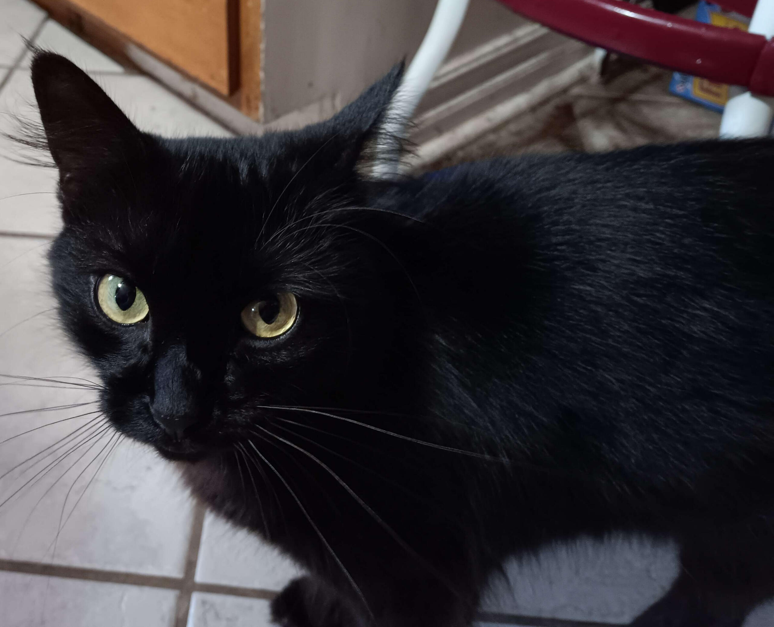 A small black cat with soft and fluffy fur with lime green eyes sits in a grassy meadow. her body is in a curled up and relaxed position.